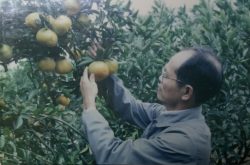 柑橘泰斗蔡明段：种柑将近六十年，我却还是个学生
