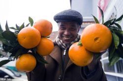 广西首个产值破百亿的水果，“疯狂的柑橘”该不该种？