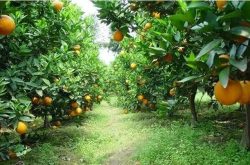 柑橘的生长习性、周期变化、需肥规律，都在这了！种柑前读一读，准没错！
