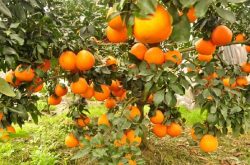柑橘新品种30元/斤？面对大量出现的新柑橘，你了解多少？