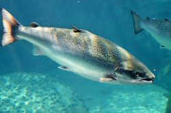 三文鱼种类介绍 大马哈鱼、虹鳟是三文鱼吗？