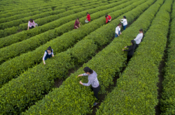 白茶种植带领贫困村 荒山成青山