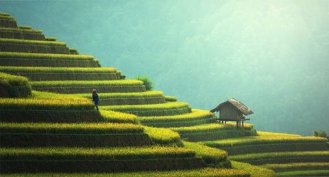 种植业-水稻