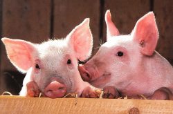 农业农村部：今年全年猪价将总体处于下降通道