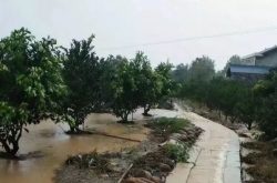 台风过后，毁树伤园！面对“洪水”猛兽，除了减产还有活路吗？