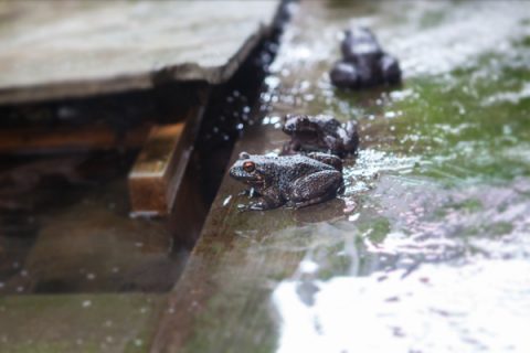 石蛙养殖图片