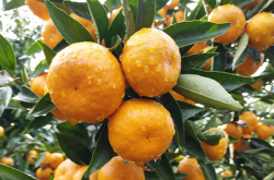 学农新知：外国农民怎么用生物防治柑橘病虫害