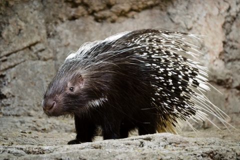 毫猪(刺猪)养殖技术与方法_攻略技巧_心宇常识百科