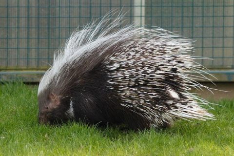 毫猪(刺猪)养殖技术与方法_攻略技巧_心宇常识百科