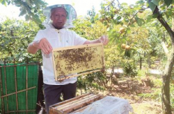 退休老人生态养蜜蜂 一年稳赚 5 万元
