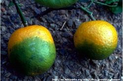 柑橘黄龙病防与治