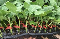 茄子育苗方法与技术