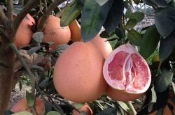 近些年新兴的三红蜜柚种植，真的很难吗