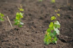 葡萄苗种植方法