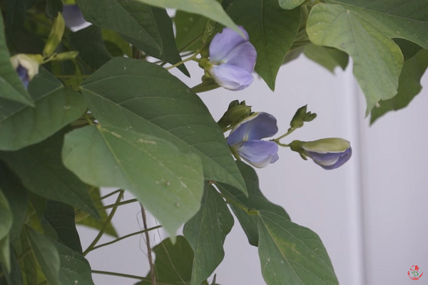 四棱豆种植技术 农业技术 天天学农