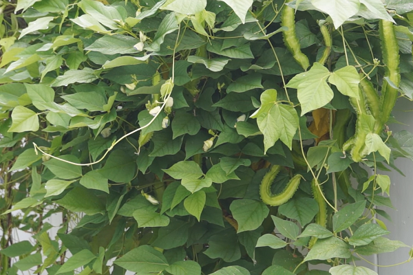 四棱豆种植技术 农业技术 天天学农