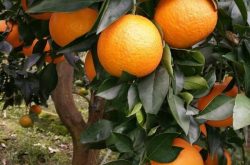 脐橙的种植与管理技巧是什么 果农一定要收藏的文章