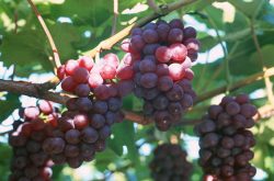 葡萄种植技术与管理