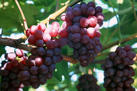 巨峰葡萄种植管理