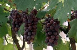 夏黑葡萄栽培技术与产量