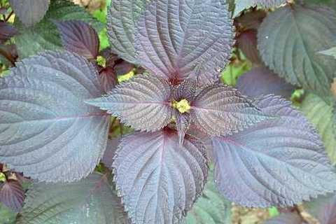 紫苏种植技术 农业技术 天天学农