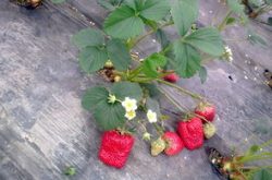 如何让草莓苗快速生根