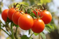 改善小番茄的种植方法，收入翻翻翻