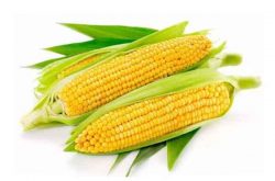 玉米种植新技术
