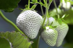 白草莓种植品种介绍