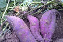 紫薯种植方法