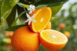 夏橙种植技术