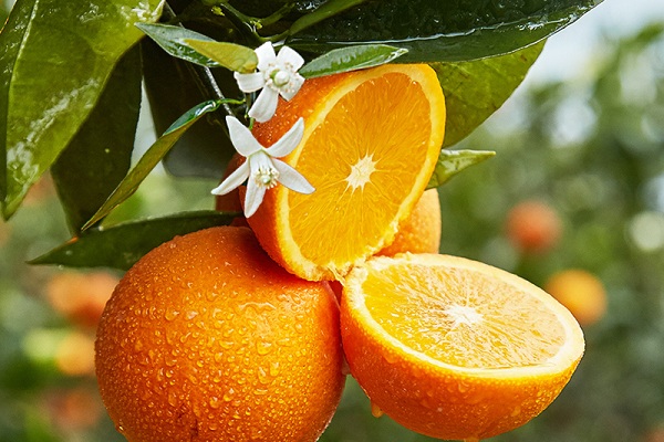 夏橙种植技术 柑橘种植技术 天天学农