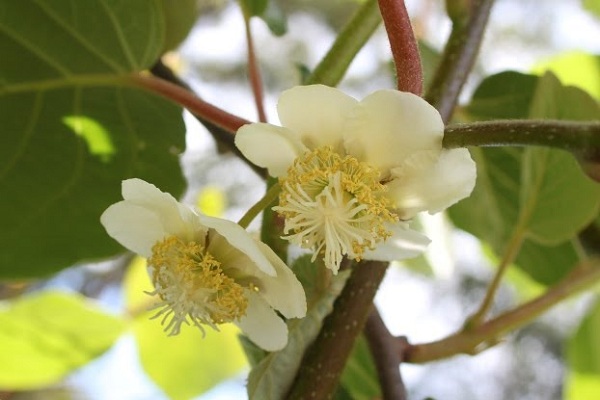 猕猴桃母树花朵
