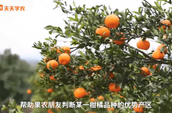 柑橘种植管理技术视频