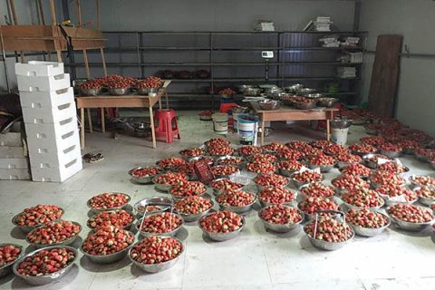 草莓采收