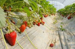 一亩大棚草莓种植利润