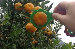柑橘主栽品种及产区介绍