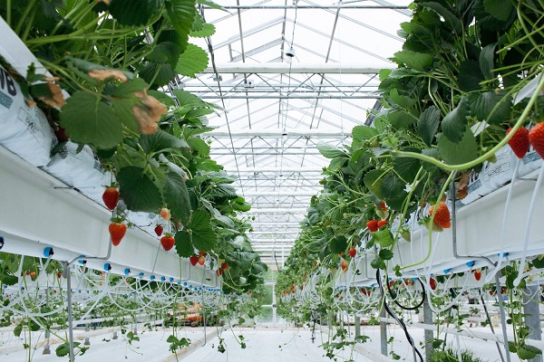 草莓立体种植槽大棚