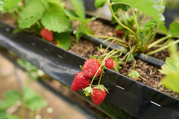 草莓立体种植槽基质