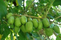 软枣猕猴桃哪个品种好 软枣猕猴桃品种大全