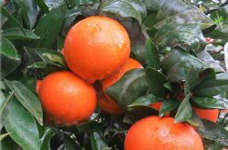 柑橘新品种