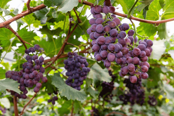 辽峰葡萄种植图片