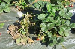 如何挽救枯萎的草莓苗