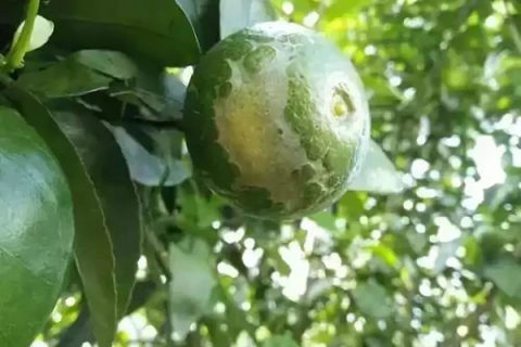 柑橘蓟马 柑橘种植技术 天天学农