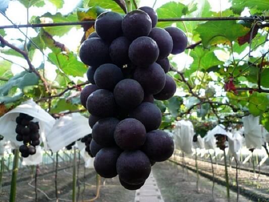 巨峰葡萄种植图片