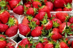 草莓如何施肥高产