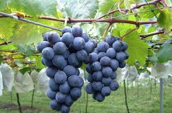 过量使用膨大剂对葡萄有什么影响