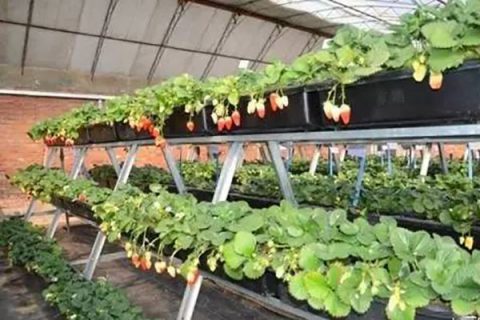 立体栽培草莓