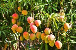 芒果种植技术