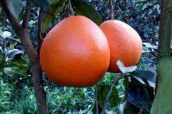 金橙蜜柚品种介绍